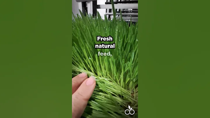 Hydroponic Fodder Machine for Livestock | Sustainable Farming with AgriTom