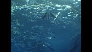 【永續漁業】大海的翅膀 飛魚與漁民交織而成的人生  (我們的島 第206集 20030526)