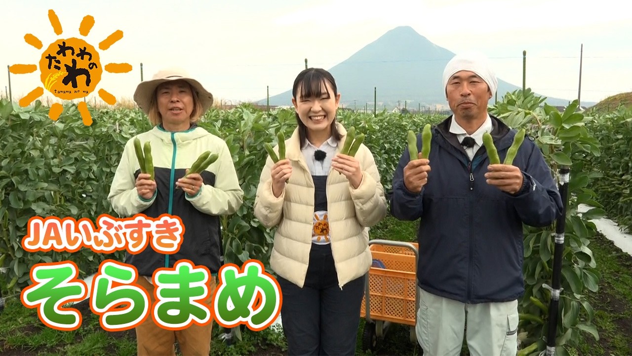 【たわわのわ】そらまめ(2026年3月1日放送)