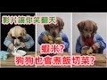 抖音 狗頭人身 #2  搞笑的黃金獵全 | 狗狗吃飯 搞笑全集 【狗狗搞笑短片】