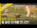 작지만 강한 싸움꾼, 몽구스의 저력