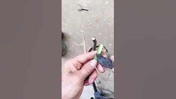 Ghép cây ăn quả, bạn nghĩ sao về phương pháp ghép cây này? # 果树 graf 接 # Trợ lý Douyin Xiao #