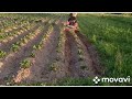 МТ 110 агромаш первое окучивание картофеля