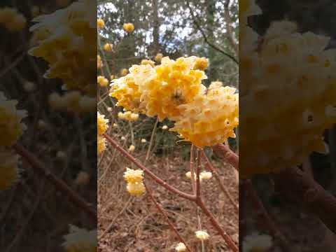 Video: Edeworthia Paperbush Bitkileri - Bahçede Paperbush Nasıl Yetiştirileceğini Öğrenin