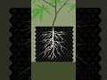 Why Smart Growers Use Air Pots