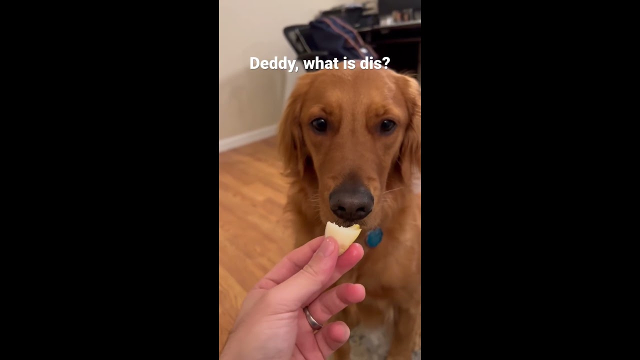 Puppy Taste Tests Juicy Pear Goldenretriever