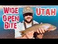 Fall Trout Action | Panguitch Lake Utah | 2019