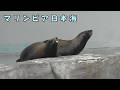 【マリンピア日本海】 のんびり過ごすトド家族と赤ちゃん(260706)