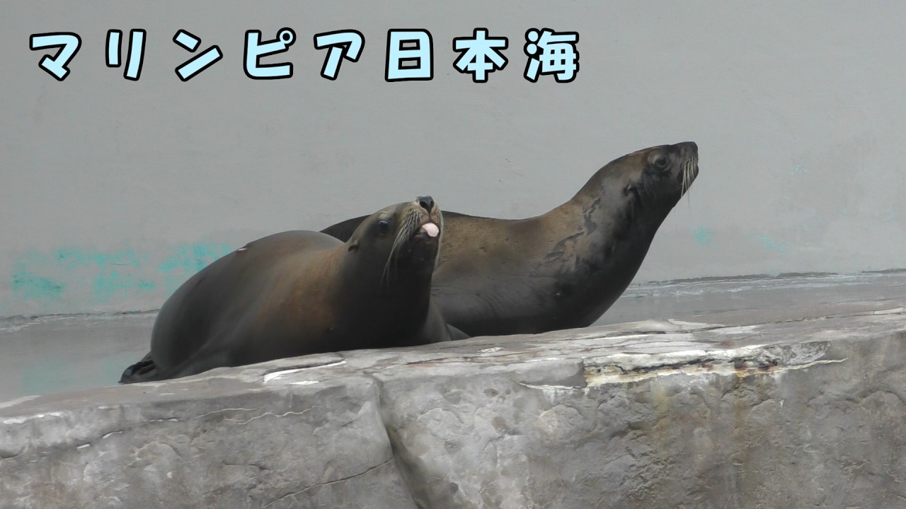 【マリンピア日本海】 のんびり過ごすトド家族と赤ちゃん(260706)