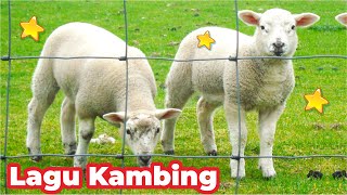 Kambing Lucu ANAK KAMBING SAYA ( Caca Marica Hey hey ) - Kambing Lucu Lagu Kambing Indonesia Populer