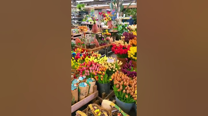 AMSTERDAM - Everything you NEED to do while visiting Amsterdam, Netherlands