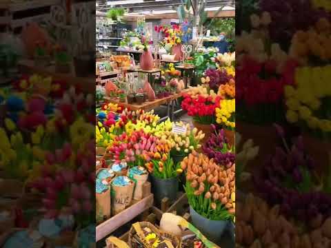 Vídeo: Places famoses (Pleinen) a Amsterdam, Països Baixos