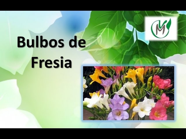 Plantando bulbos de Fresia - Vivero Marra - thptnganamst.edu.vn