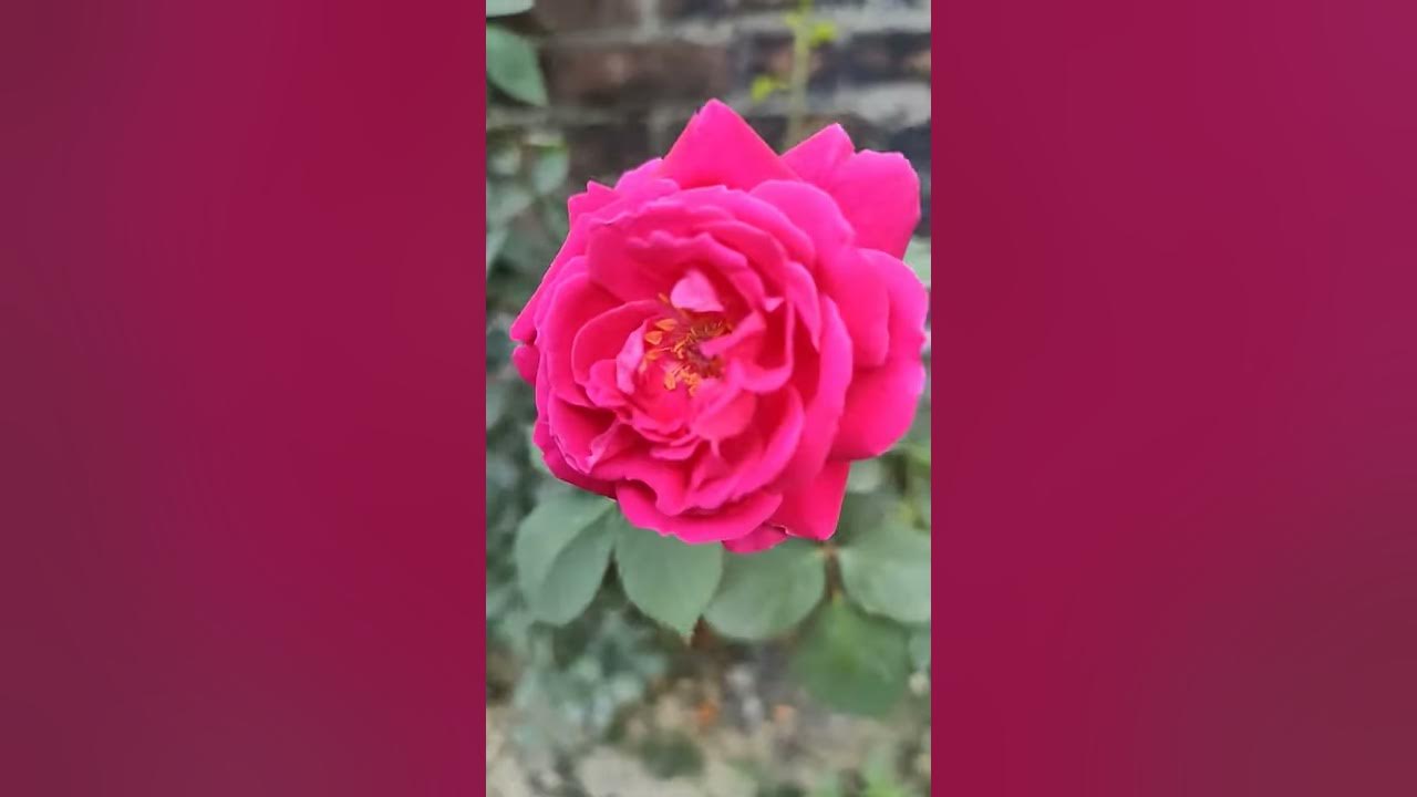 Pink Rose Plant || Desi Gulab Ka Ped || Pink Roe Flower || Kits ...