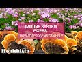 Immune system fixers  how adaptogens can help