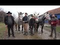 Caii lui Feri de la Belfir, Bihor | Prezentare iepe sure, iepe negre si murgi - 2018