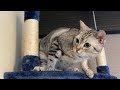 うちの警備猫さんが侵入者を発見しました