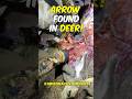 Arrow Found in Giant Buck!
