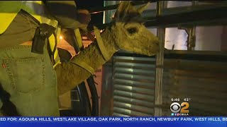 2 Alpacas Found Penned Up Rescued By Malibu Neighbors screenshot 3