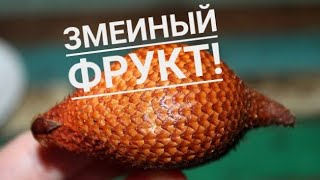 Змеиный фрукт( Салак). Бали. Пробуем необычный фрукт.