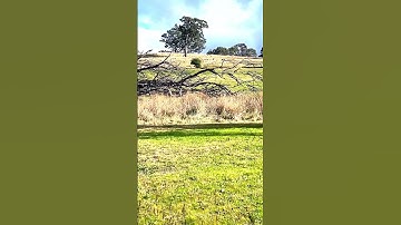 Large Gum Tree Flattened by Wind#forest#wind#uprooted#tree