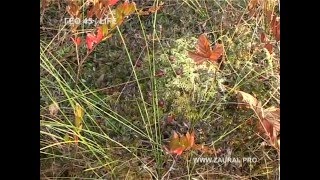 видео Ельники сфагновые