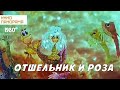 Отшельник и роза (1980 год) мультфильм