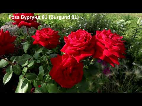 ТОП 8. Красные розы - самые роскошные сорта красных бархатных роз! Украшение для любого сада!