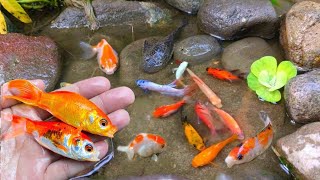 Find colorfulfish, koi fish, ornamentalfish, and millions of other animals