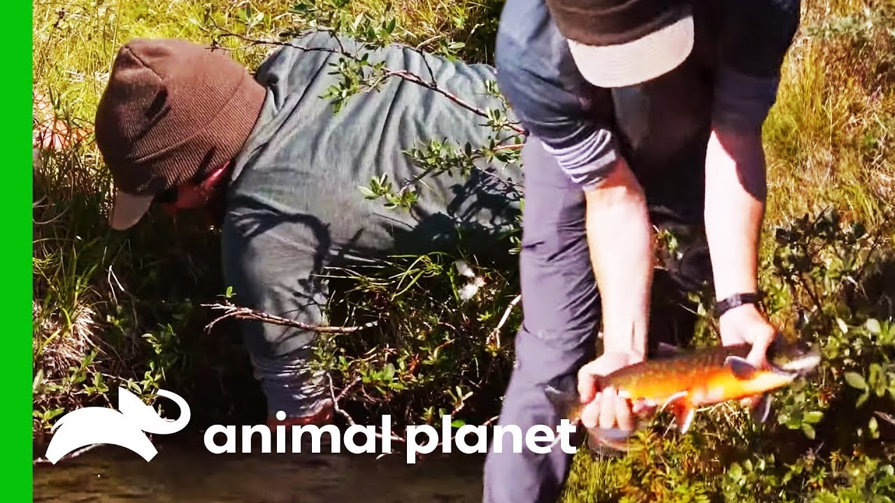 Learning To Catch Fish By Hand Using Traditional Techniques Fish or