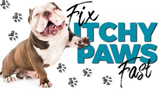 Why does my dog lick his paws? Why it happens and What you can do.