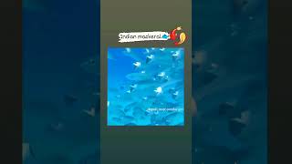 Fishing Man Kokan Fishing