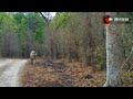 在山路遇上一头老虎 正在巡逻领地 完全无视人类 在山路遇上一头老虎 正在巡逻领地 完全无视人类