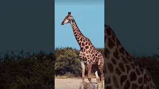 #snake #lion #giraffe 🦒#baby animals vs Big animals #shorts 😲😂😲🤩😱👍👑😂