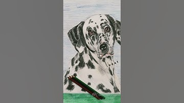Dalmatian Dog Drawing brings You Luck!#dog#art#shortvideo