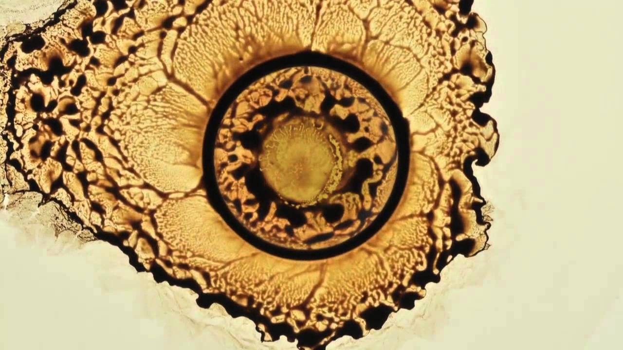 Молоко Молоко