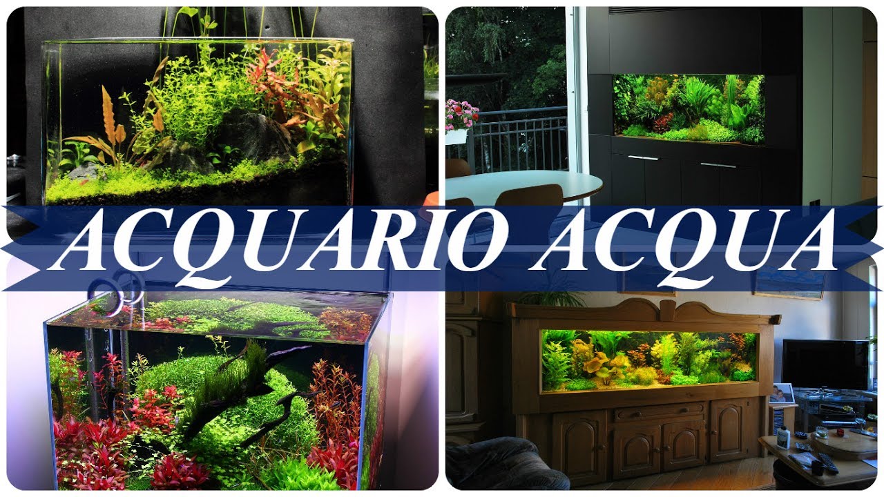 Allestimento acquario acqua dolce tropicale - YouTube