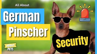 10 Interesting Facts About The German Pinscher