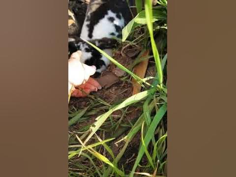 Mein Kaninchen buddelt🐰🙈 YouTube