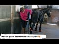 HOW TO: paard beschermen tijdens transport in trailer | #29 | Epplejeck Mp3 Song