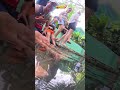 ULTIMATE FISH SPA! #adventure #travel #wanderlustkid #nature #fish #tilapia #siquijor #philippines