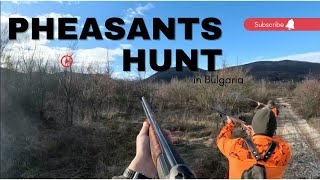 Level hunting /  Pheasants hunt and dog work #2