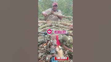 Việt Nam 360- P9: Thót tim nghề cưa cây cổ thụ- Anh K