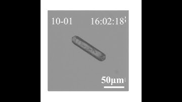 Shape-preserved pathway of a core-shell phase transition