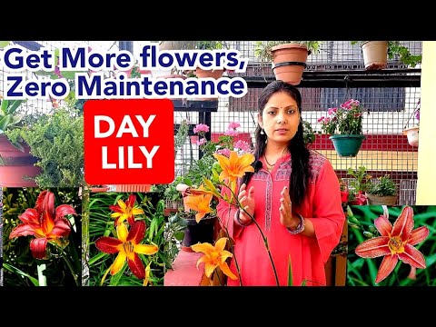 Video: How To Care For A Daylily?