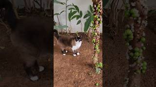 A minha galinha Ashley achou o passarinho que a gata Arlequina pegou | Animais domésticos predadores