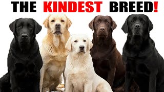 Labrador Retriever – The Kindest Dog Breed with Perfect Personality