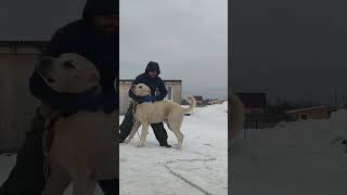 когда узнал что мой лучший друг собака #гампр #алабай #сао #волкодав 😂