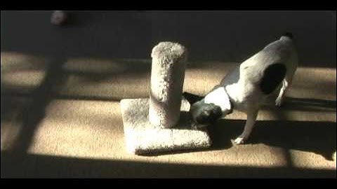 Dog Likes Catnip, Scratching Post (Cat Could Care Less)