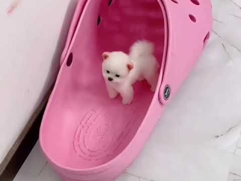 Pomeranian boo  - Sevimli yavru köpek - Köpek Videoları
